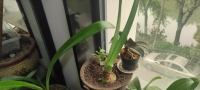 快来看花开了啊，喜欢不