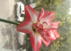 阳台的哪些花儿